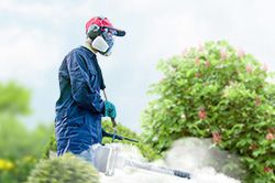 Обработка сада от паразитов - необходимые меры и их регулярность  в Подольске